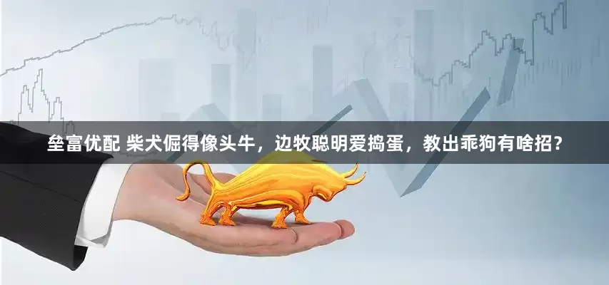 垒富优配 柴犬倔得像头牛，边牧聪明爱捣蛋，教出乖狗有啥招？