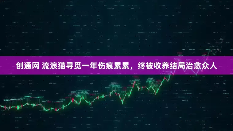 创通网 流浪猫寻觅一年伤痕累累，终被收养结局治愈众人